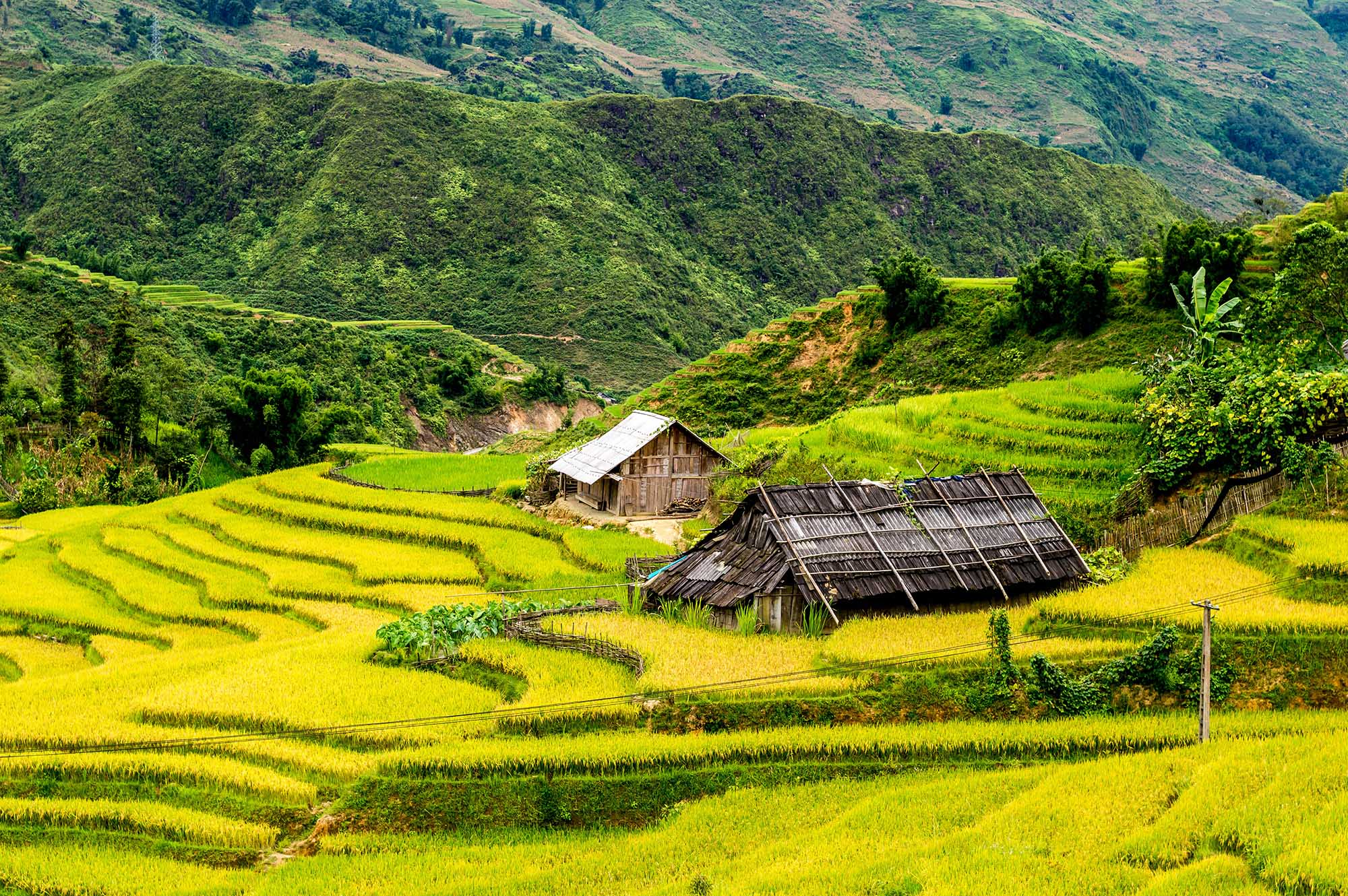 Trekking door rijstvelden in Sapa